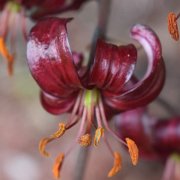 Sarcee - floret